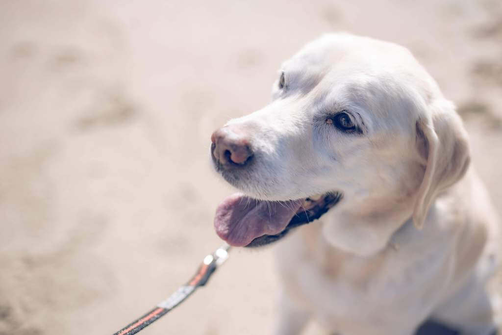 ゴールデンレトリバー