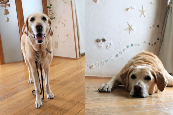 レトリーバー,取材