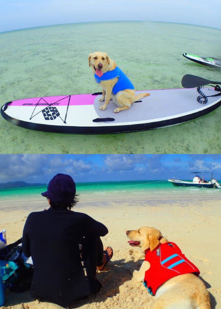 レトリーバー,取材