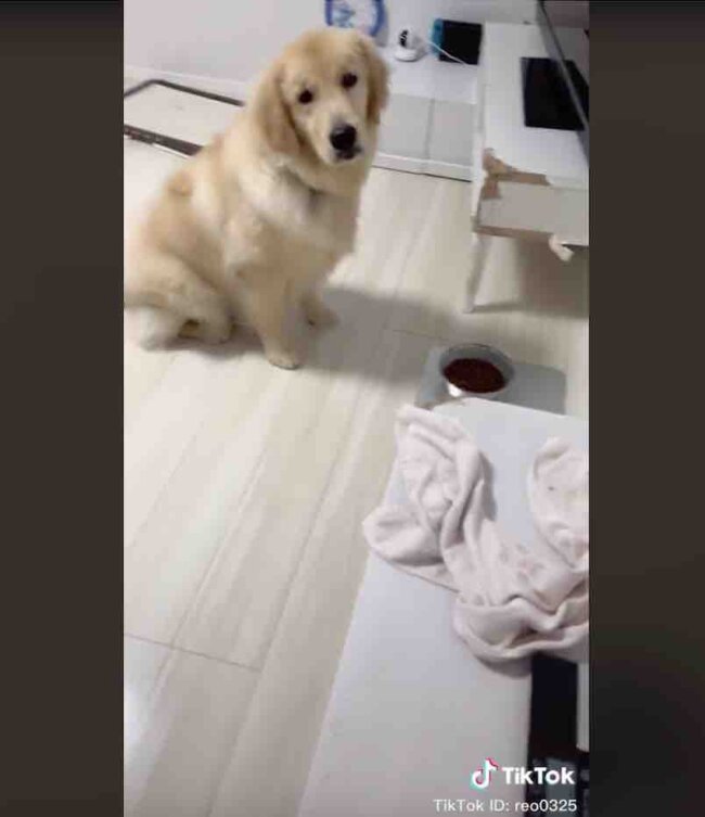 ゴールデンレトリーバー,動画