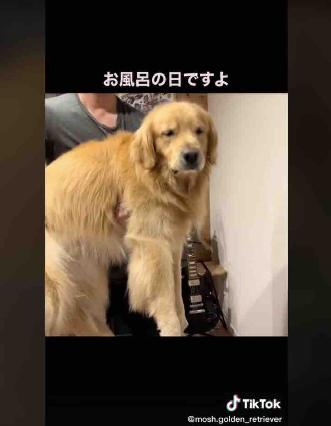 ゴールデンレトリーバー,動画