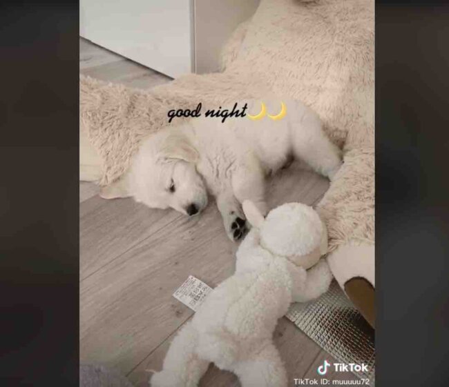 ゴールデンレトリーバー,動画