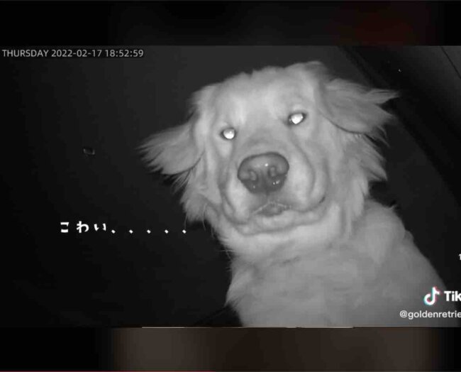 ゴールデンレトリーバー,動画