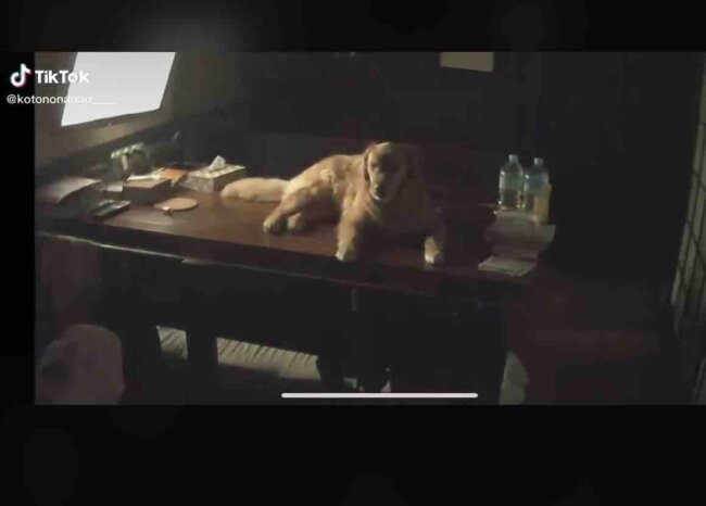 ゴールデンレトリーバー,動画