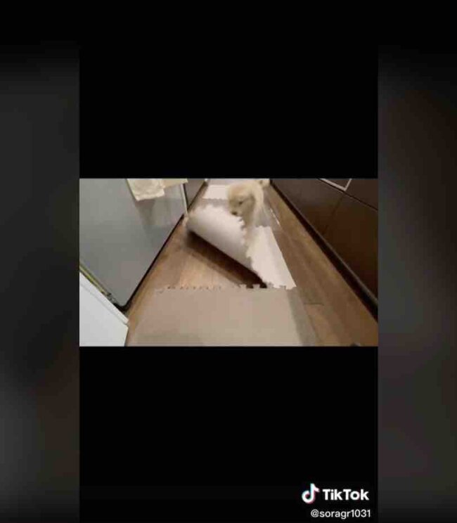 ゴールデンレトリーバー,動画