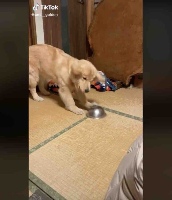 ゴールデンレトリーバー,動画