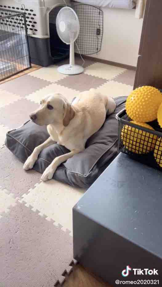 ラブラドールレトリーバー,動画