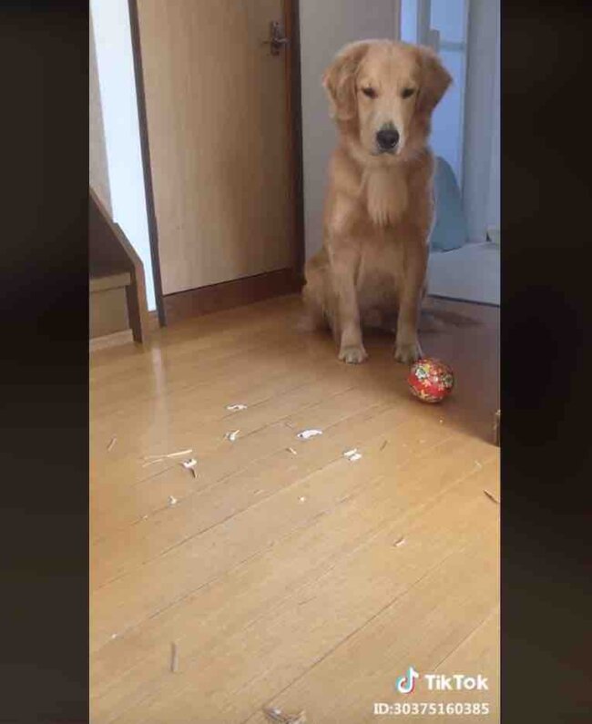 ゴールデンレトリーバー,動画