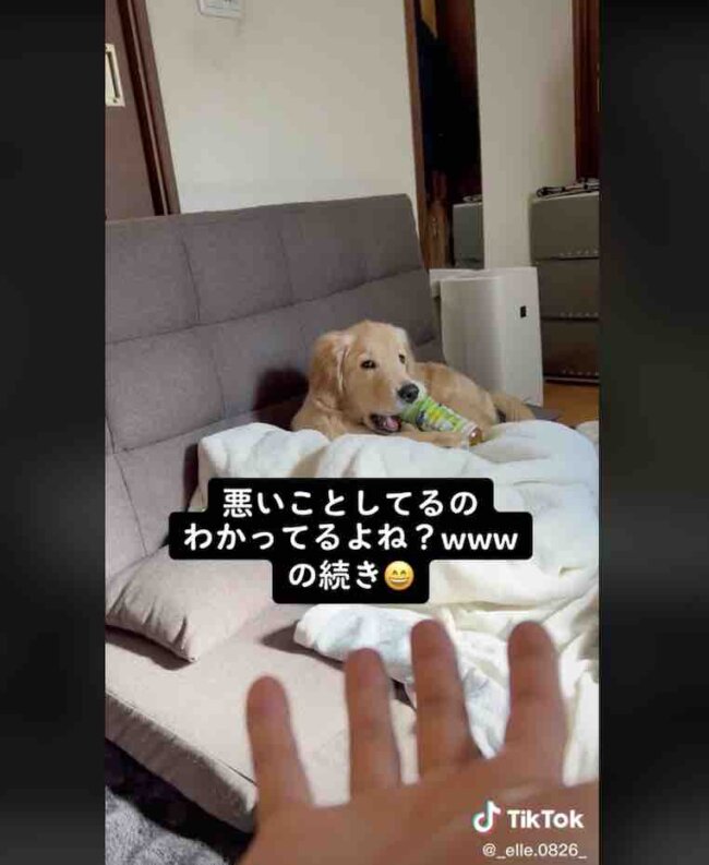 ゴールデンレトリーバー,動画