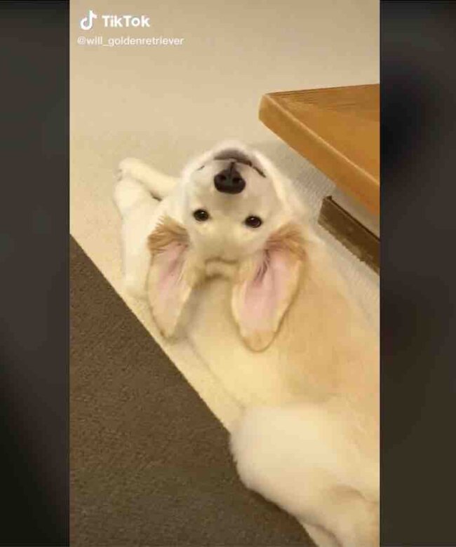 ゴールデンレトリーバー,動画