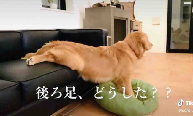 ゴールデンレトリーバー,動画