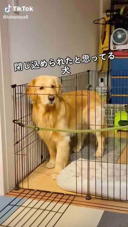 ゴールデンレトリーバー,動画