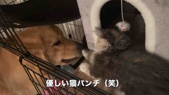 ゴールデンレトリーバー,動画