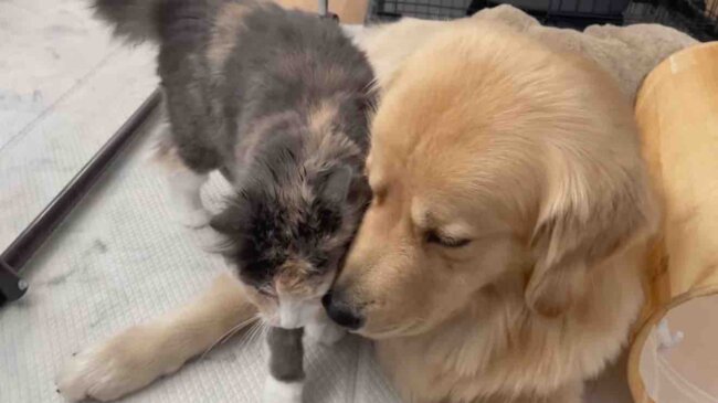 ゴールデンレトリーバー,動画