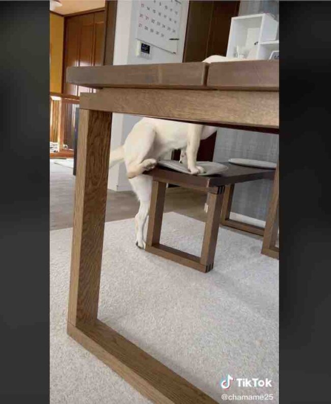 ラブラドールレトリーバー,動画