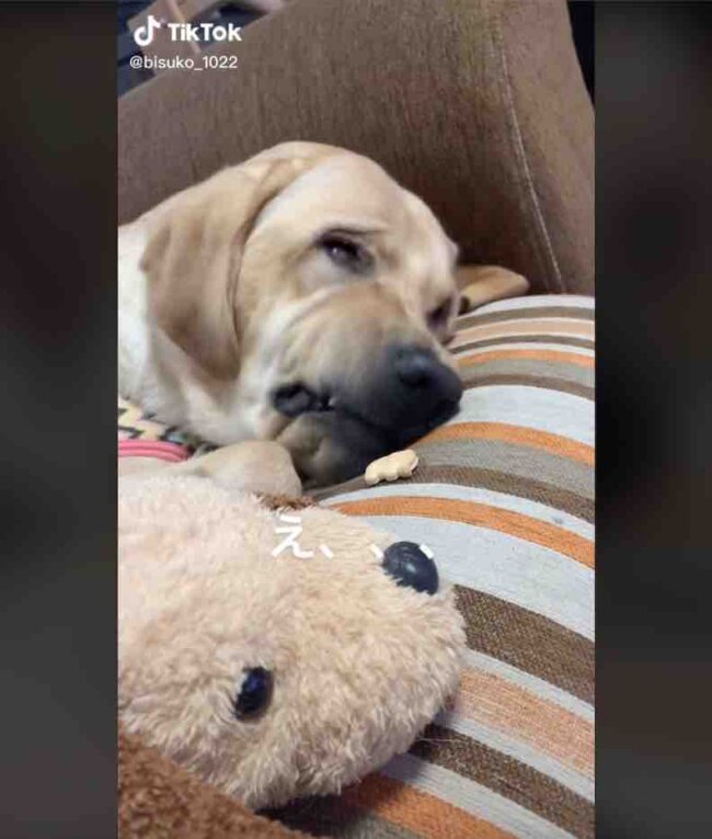 ラブラドールレトリーバー,動画