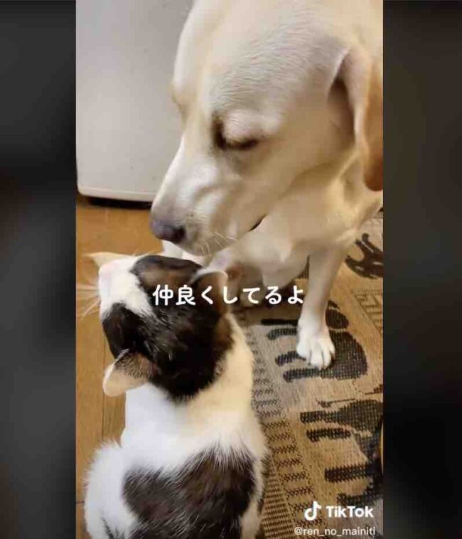 ラブラドールレトリーバー,動画