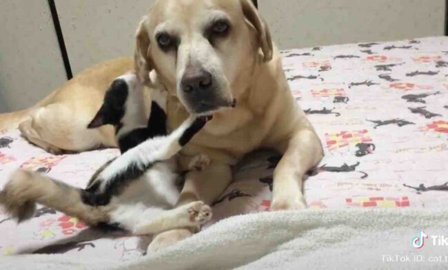 ラブラドールレトリーバー,動画