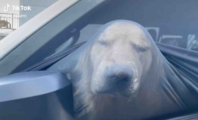 ゴールデンレトリーバー,動画