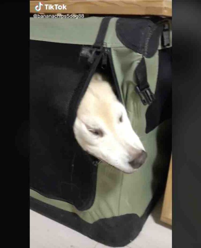 ゴールデンレトリーバー,動画