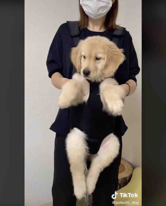 ゴールデンレトリーバー,動画