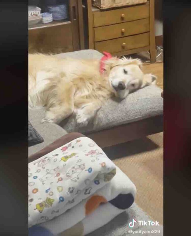 ゴールデンレトリーバー,動画