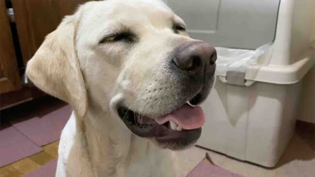 ラブラドールレトリーバー,動画