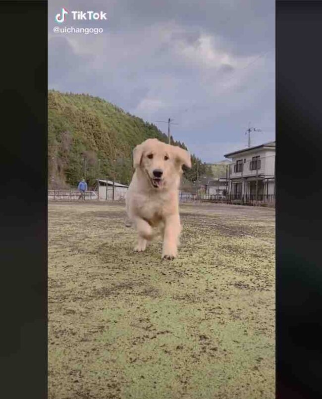 ゴールデンレトリーバー,動画