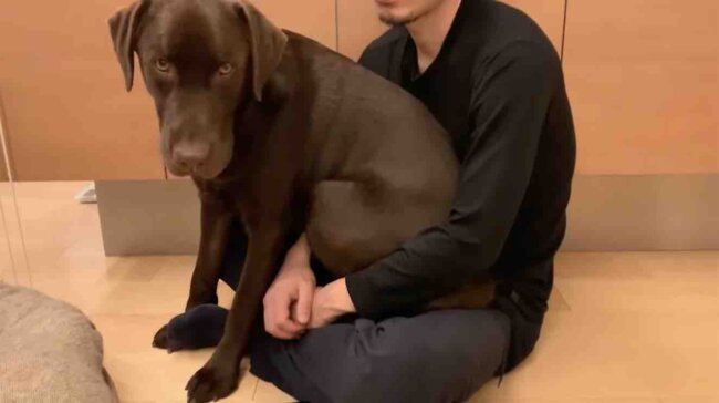 ラブラドールレトリーバー,動画