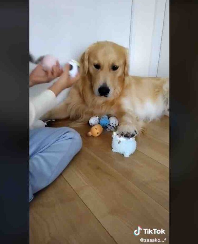 ゴールデンレトリーバー,動画