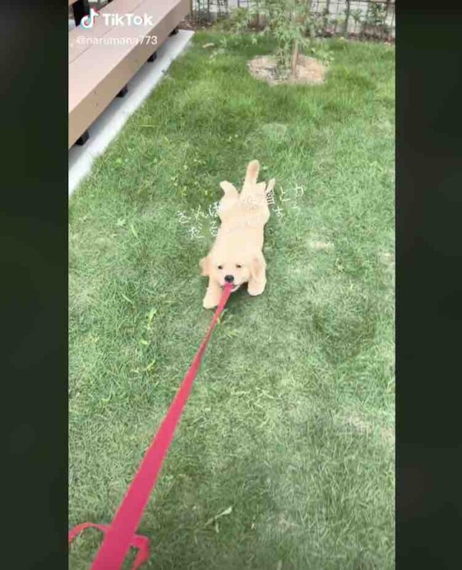 ゴールデンレトリーバー,動画