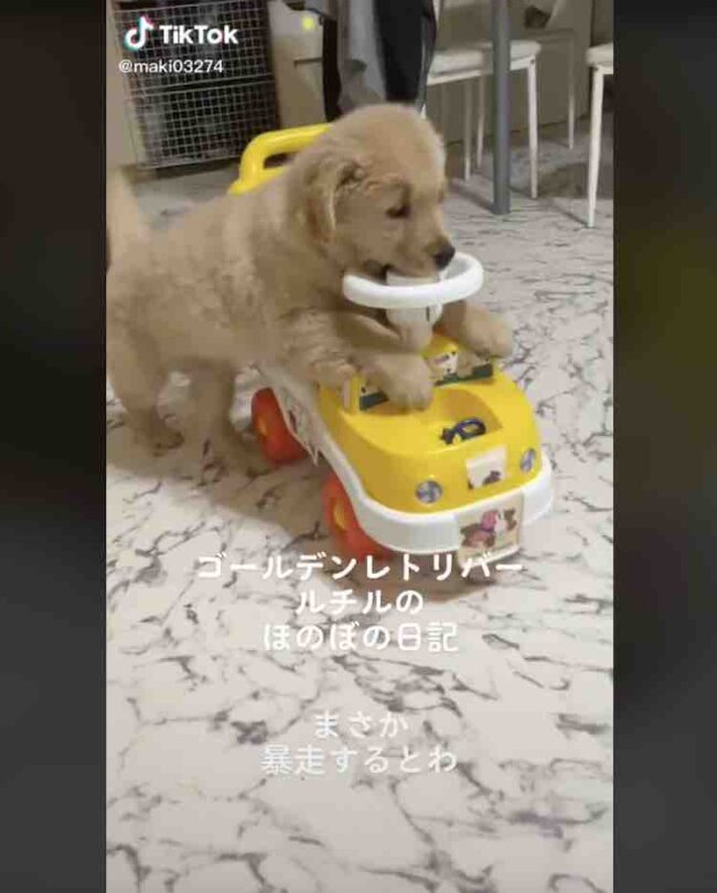 ゴールデンレトリーバー,動画