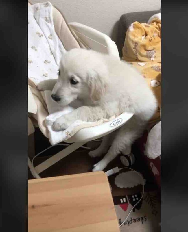 ゴールデンレトリーバー,動画