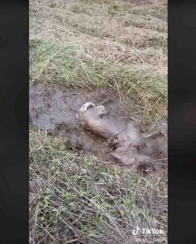 ゴールデンレトリーバー,動画