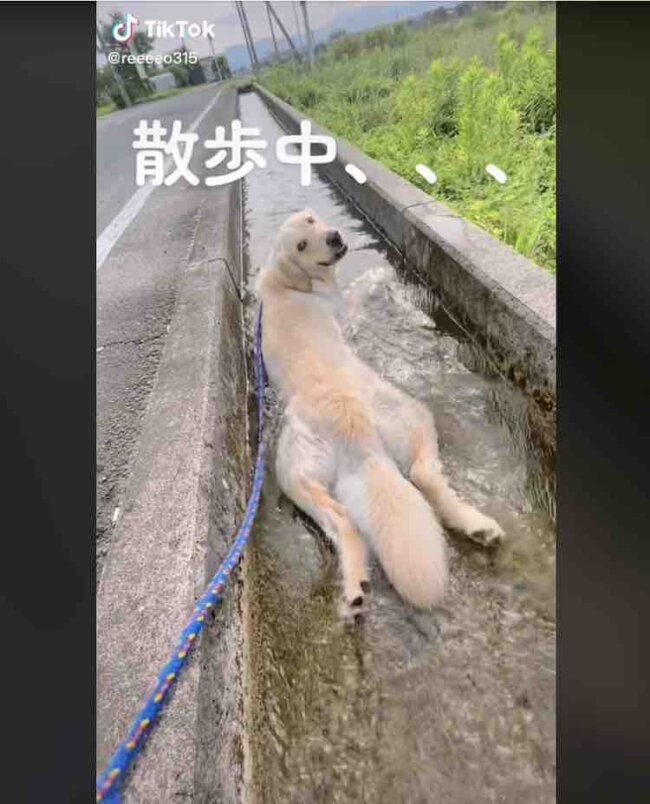 ゴールデンレトリーバー,動画