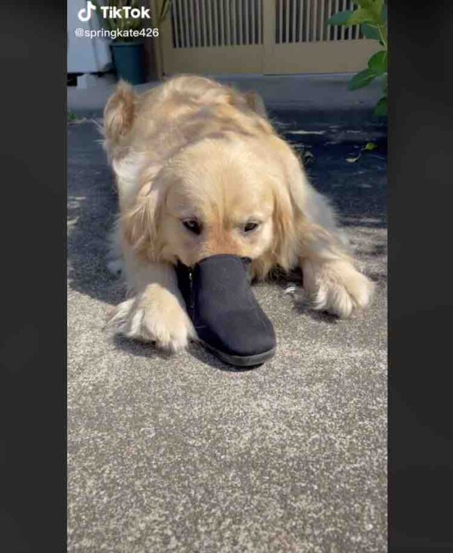 ゴールデンレトリーバー,動画