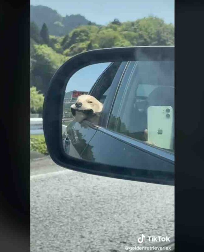 ゴールデンレトリーバー,動画