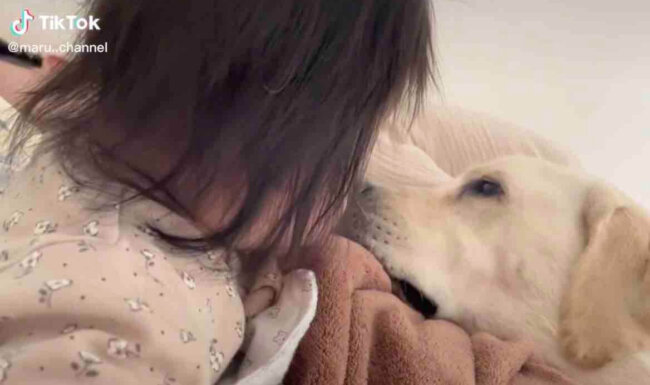 ラブラドールレトリーバー,動画