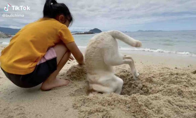 ラブラドールレトリーバー,動画