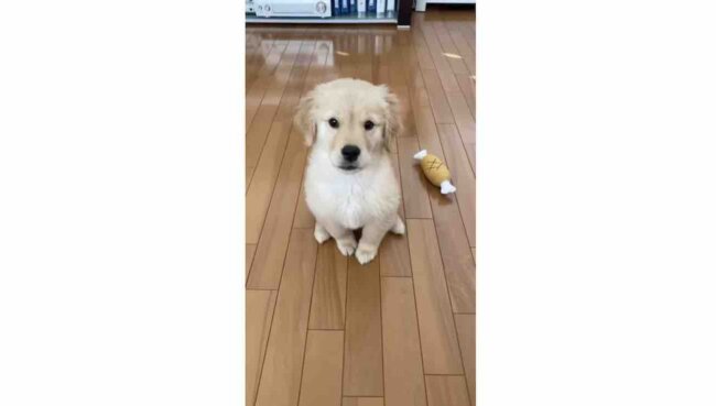 ゴールデンレトリーバー,動画