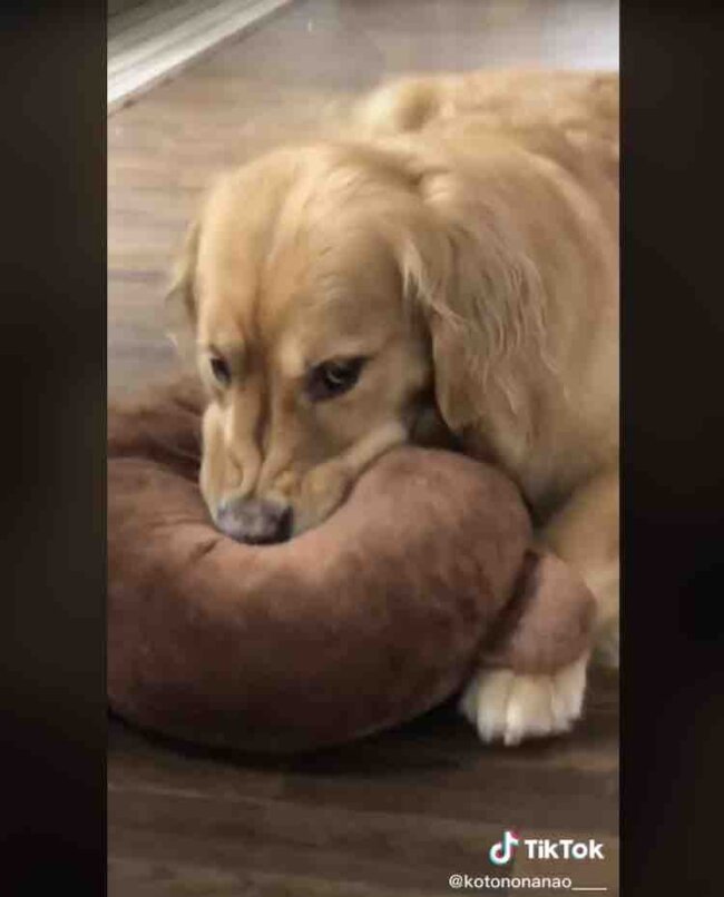 ゴールデンレトリーバー,動画