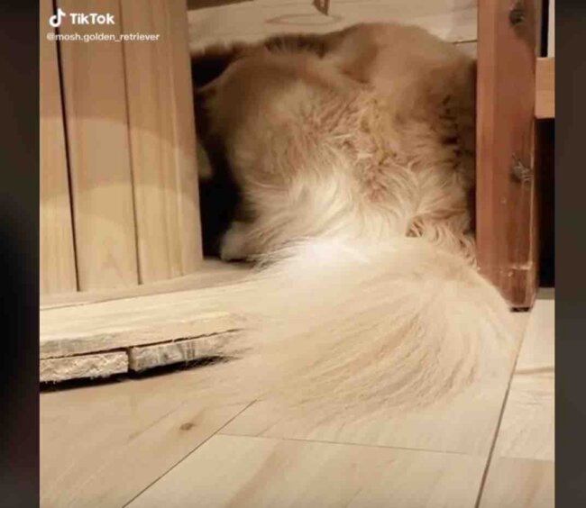 ゴールデンレトリーバー,動画