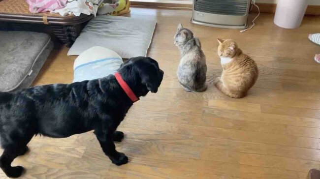 ラブラドールレトリーバー,動画