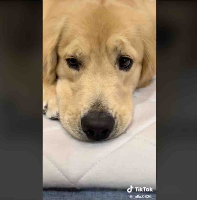 ゴールデンレトリーバー,動画