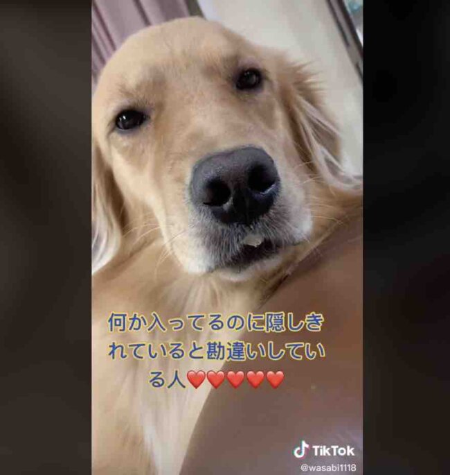 ゴールデンレトリーバー,動画