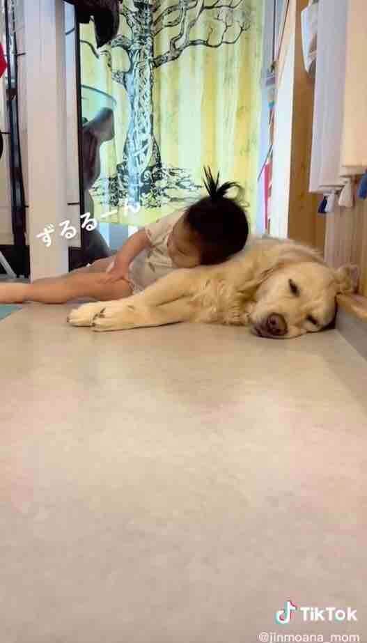 ゴールデンレトリーバー,動画