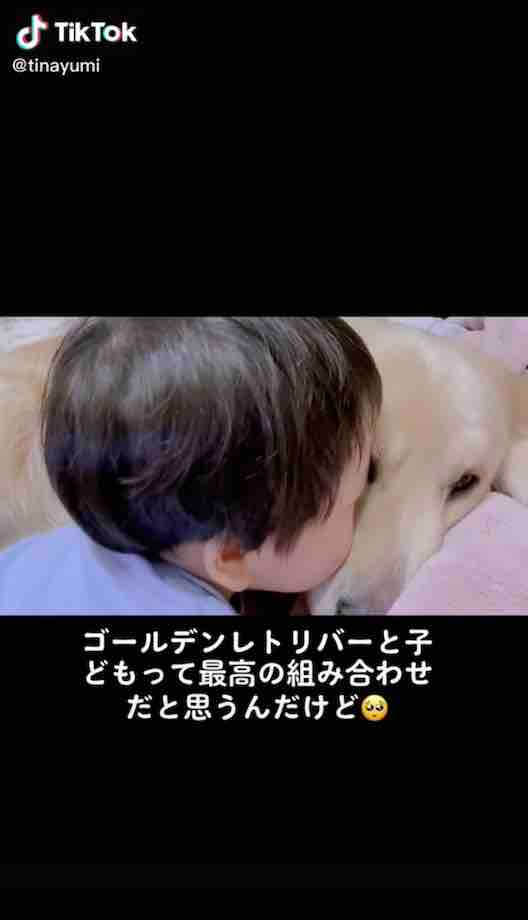 ゴールデンレトリーバー,動画