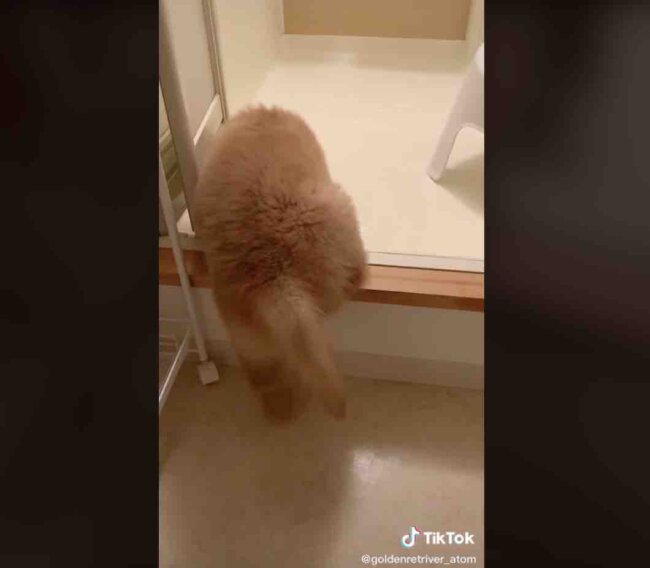 ゴールデンレトリーバー,動画