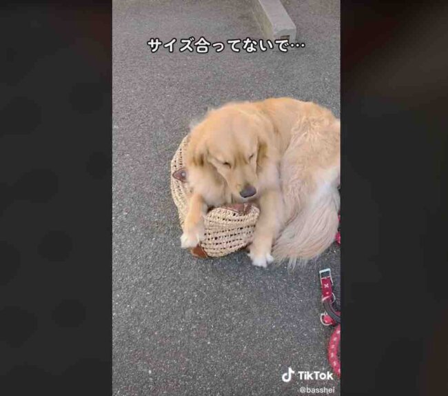 ゴールデンレトリーバー,動画