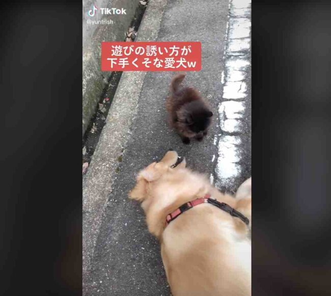 ゴールデンレトリーバー,動画